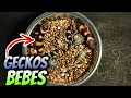 Cuidados Basicos Crias Gecko Leopardo