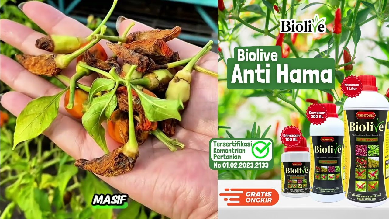 Buah Cabai Rusak Dari Dalam? Ini Musuhnya!