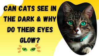 Ever wondered if Cats can see at night and why their eyes glow? (Watch to find out) by Kitty Korner 29 views 4 weeks ago 2 minutes, 44 seconds