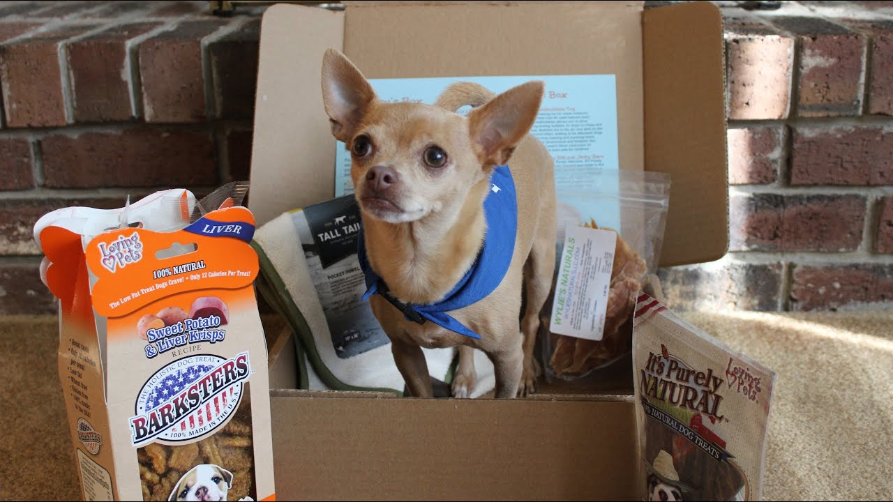 Resultado de imagen para chihuahua treat