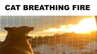 Memes That Make Me Say Woah