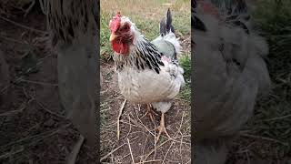 &#39;Sprocket&#39; listens to &#39;Popcorn&#39; #Wyandotte #chicken