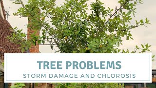 Tree Problems / Storm Damage and Chlorosis on Quercus Ilex