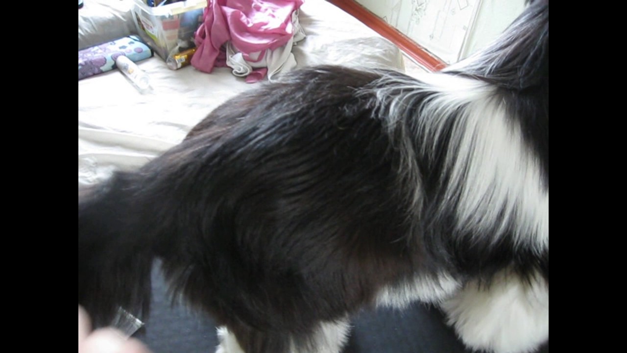 Стрижка собак Бийск. Ши-тцу. - YouTube