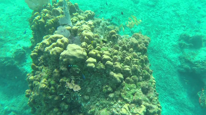 Reef Dive #1 in Cozumel Mexico - Paul Glasspoole &...