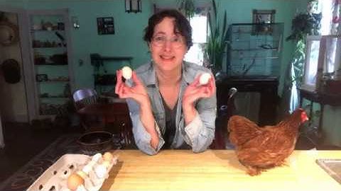 Egg Spinning Test