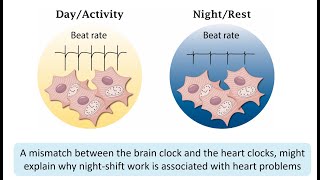 How cellular clocks regulate heart physiology during the day/night cycle