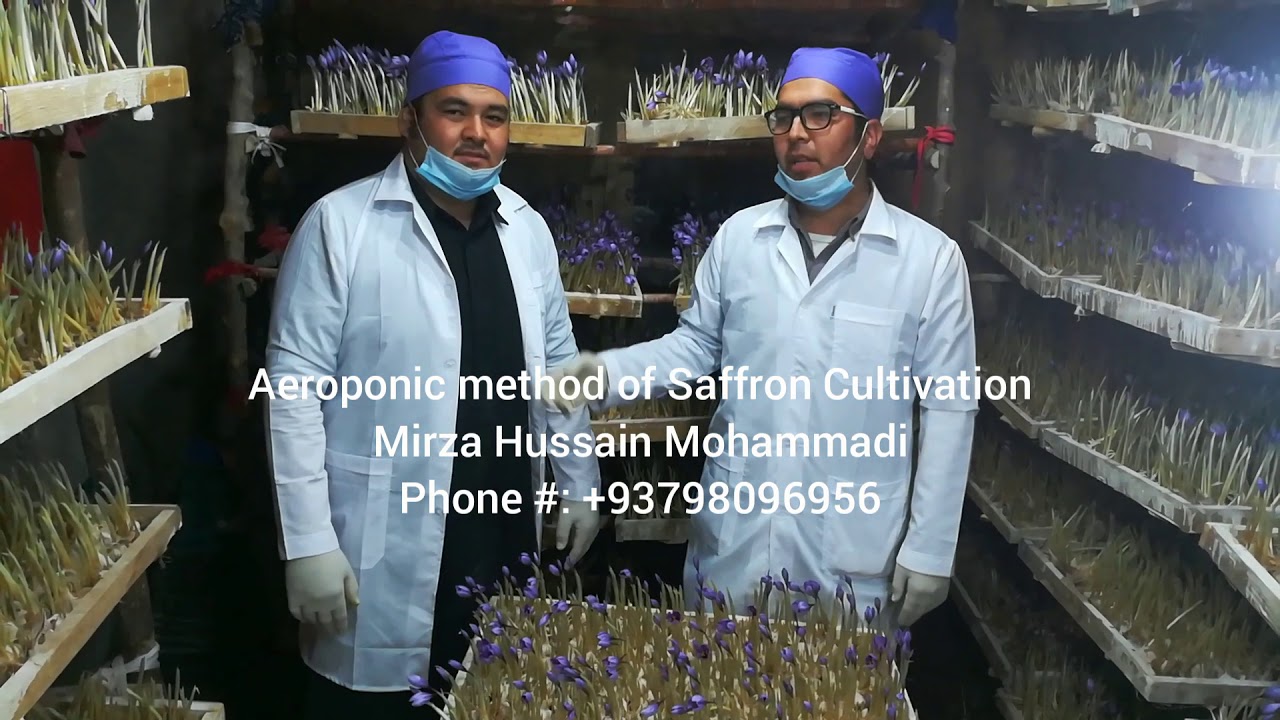 Aeroponic Saffron Cultivation YouTube