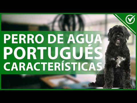 Video: Instrucciones para cortar un perro de agua portugués
