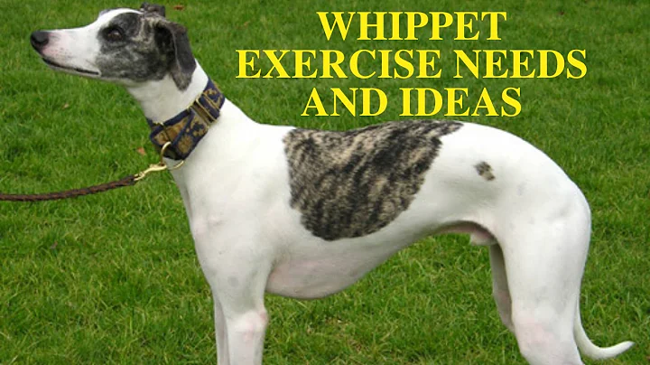 Whippet Exercise Requirements [and Ideas]