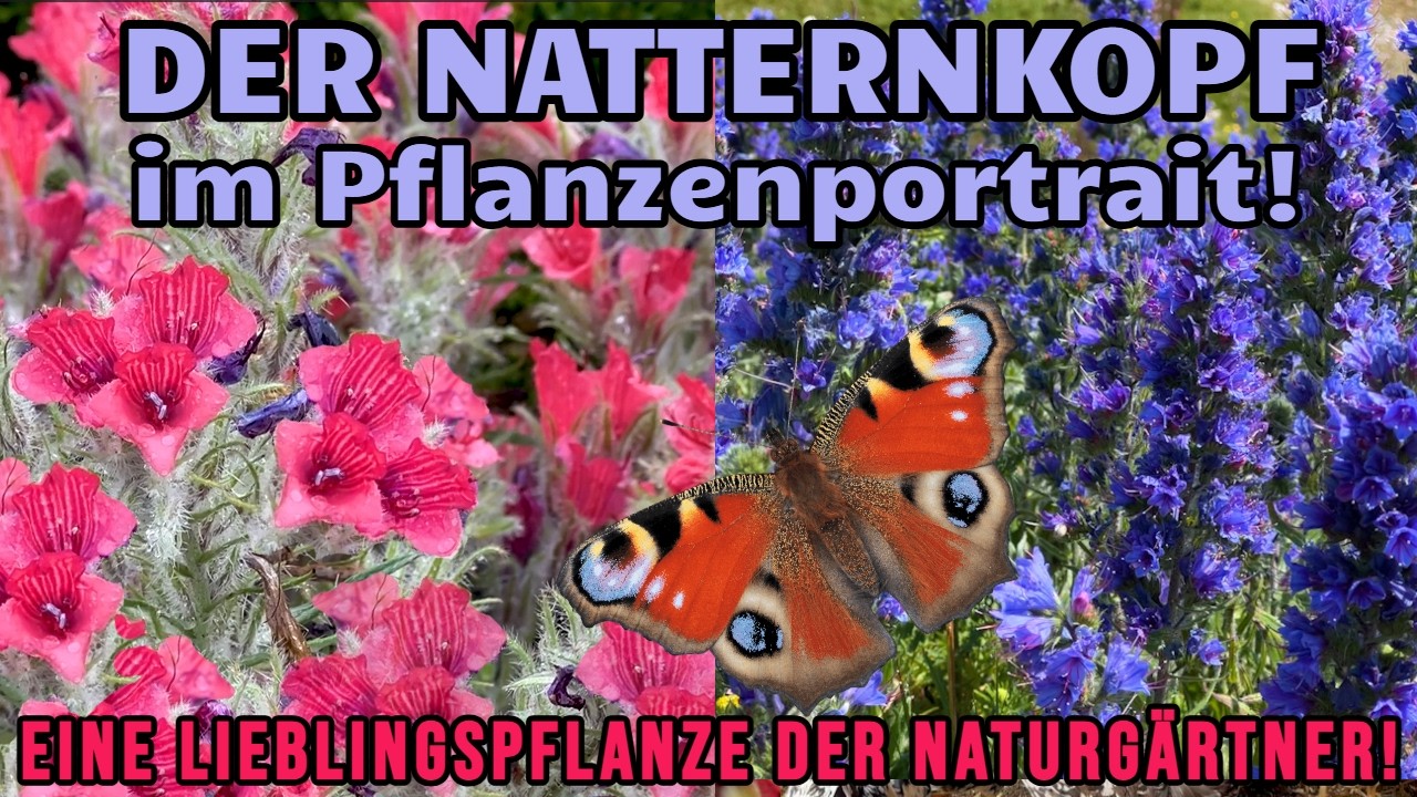 Zauberhafter Natternkopf! Eine Liebeserklärung an die Gattung Echium + Infos zum Naturgarten-Aspekt