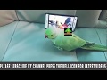 TALKING PARROT(WATCHING YOU-TUBE IN CAR)