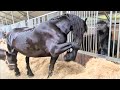 Johnny at work. The Friesian horses have earned pellets, what exactly is in the pellets? Part 1/4