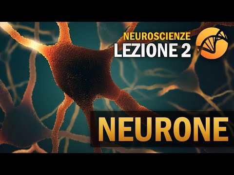 Il Neurone | NEUROSCIENZE - Lezione 2