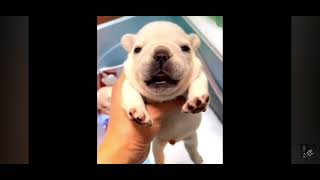 The pibble Theme