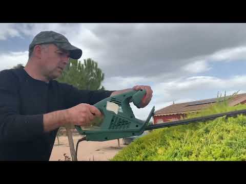 Vídeo: Com es poda un cupressus macrocarpa?