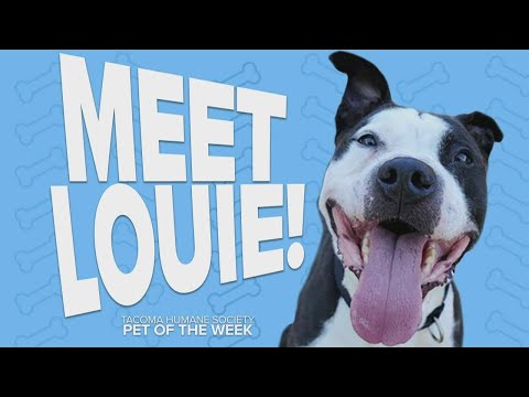 Video: Adoptable Dog of the Week - Rhett