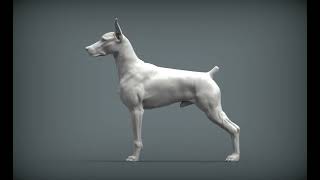 doberman