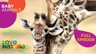 Baby Animals Born to Run: Giraffes, Zebras, Pronghorns | Baby Animals 104