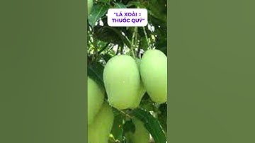 Loại Cây Người Việt Ăn Quả Mỗi Ngày, Ai Ngờ Lá Là ‘Thuốc Quý’ Trị Được Nhiều Bệnh!