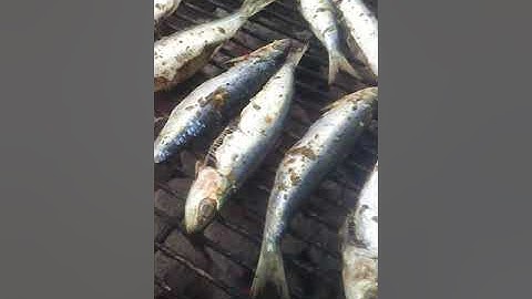 Grilled sardines