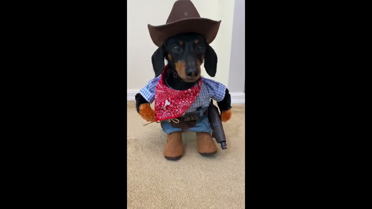 Cowboy Wiener Dog 