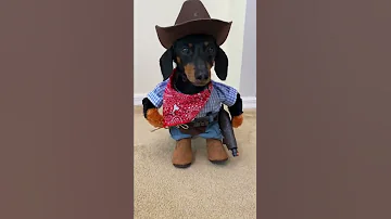 Cowboy Wiener Dog 