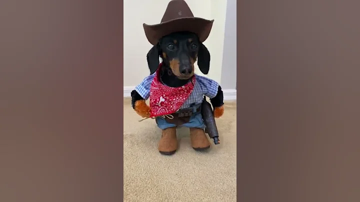 Cowboy Wiener Dog!