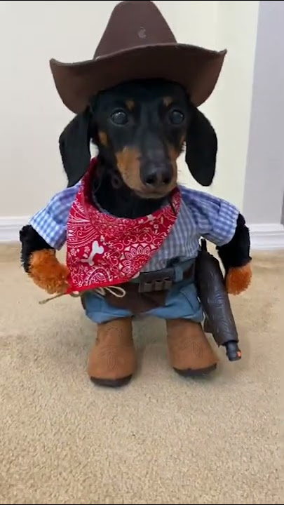Cowboy Wiener Dog!