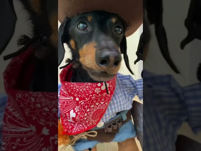 Adorable Pictures of Wiener Dogs! 3 sddefault
