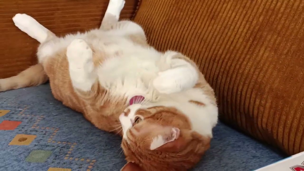 Кот Андрюша 🐱#cat #красиваякошка #моякошка #веселыекоты #cutecat #видосыоткота 