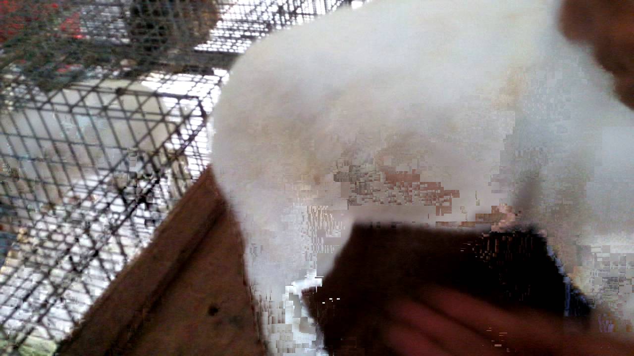 Pengesan Arnab Yang Mengandung Youtube