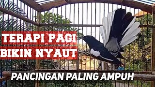 pancingan ampuh!! semua kacer di bikin nyaut emosi