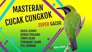 Masteran Cucak Cungkok Gacor Full Durasi Audio Jernih I Tanpa Jeda & Iklan Spesial Buat Kicaumania