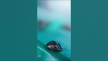 macro photography 100x zoom #SHORTS #YTSHORTS