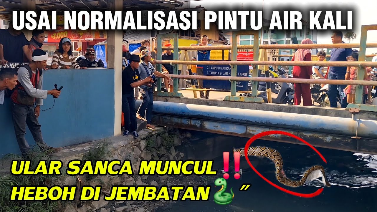 Detik-Detik Ular Sanca Muncul dari Jembatan‼️ Usai Normalisasi Kali Irigasi #dedimulyadi #kdm