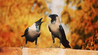 The sounds of crows talking together and searching for food | कौआ लगता है | crow bird voice.