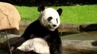 Panda Express  King Bee   30