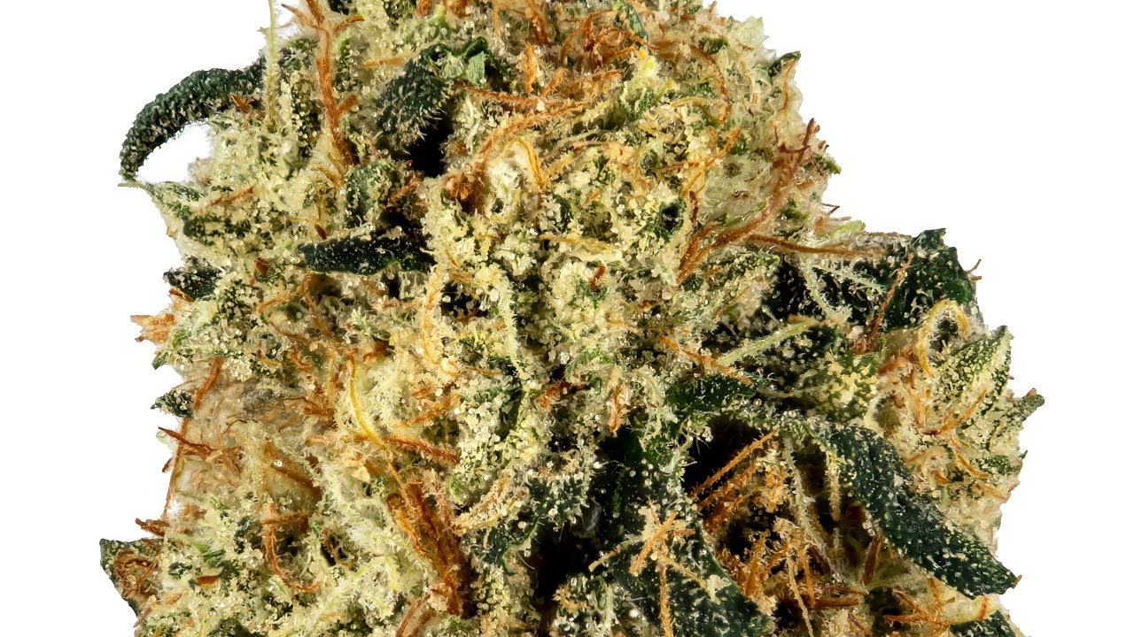 Strain Review: Motorbreath