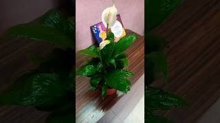 peace lily as birthday gift😇🤗🥳🥳/#shorts