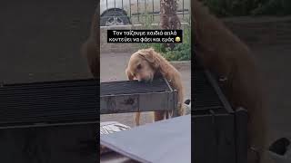 Τον ταΐζουμε παιδιά αλλά κοντεύει να μας φάει και εμάς 😂 #κατοικιδια