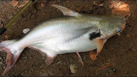 Dính VỒ ĐÉM hơn 1KG bằng mồi cá lăng | Fishing Hau River