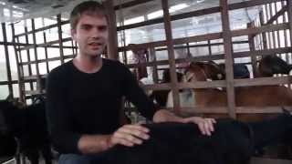 Raw Impact Goat Project