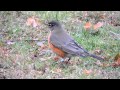 American robin feeding