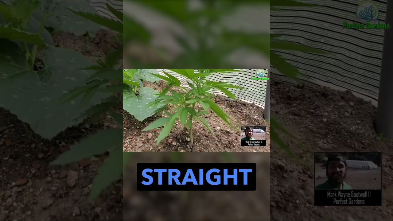 Simple Trick to Predict Male Vs Female Plant!