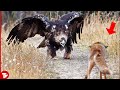 Look What Happens When these Animals Messed with the Wrong Opponents