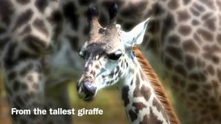 Animals Are So Cute!