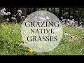 Grazing Native Grasses