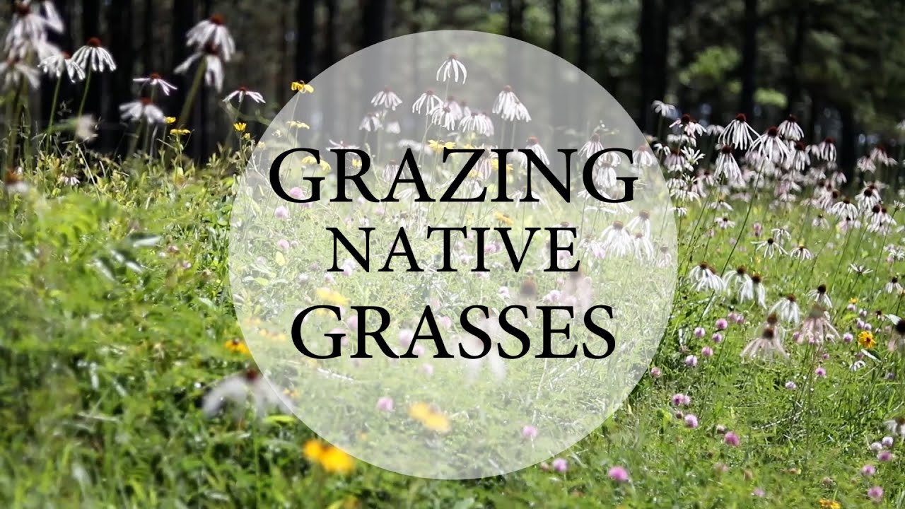 Can Dogs Graze On Native Grasses In Shade Reference: Grazing Native Grasses
