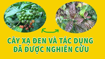 Cây xạ đen có tác dụng chữa bệnh như thế nào? - 0976 836 586